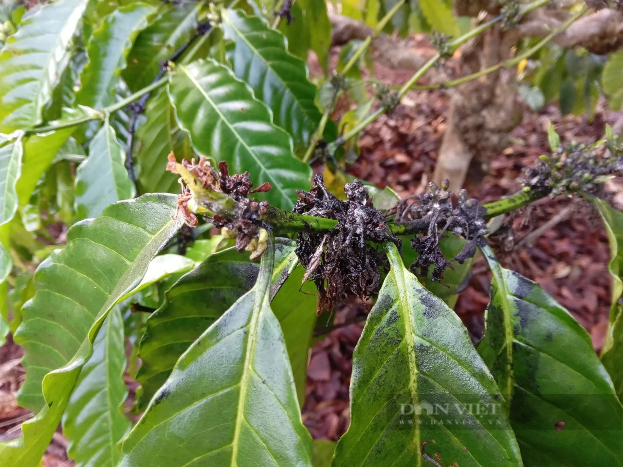 Giá cà phê đang leo đỉnh, nông dân Gia Lai thêm nỗi lo rệp sáp tấn công cây cà phê - Ảnh 2.