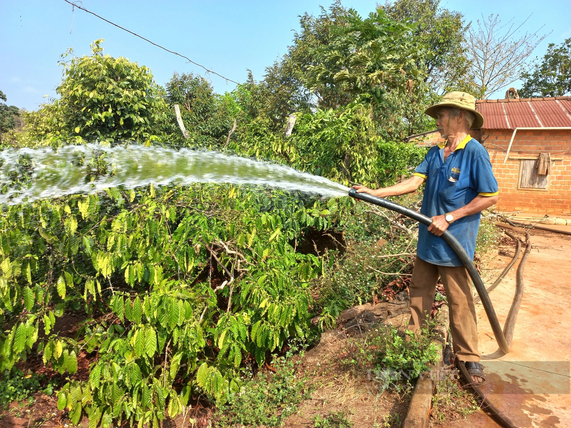 Giá cà phê đang leo đỉnh, nông dân Gia Lai thêm nỗi lo rệp sáp tấn công cây cà phê - Ảnh 3.