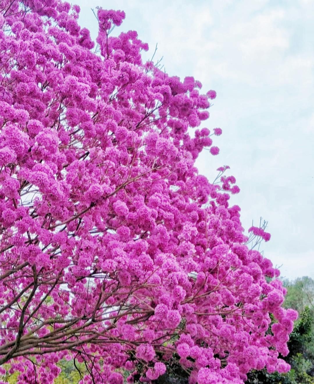 Cây cảnh nở hoa như mây hồng, rực rỡ, đẹp lịm tim, trồng trước cửa nhà thu hút may mắn, tài lộc- Ảnh 7.