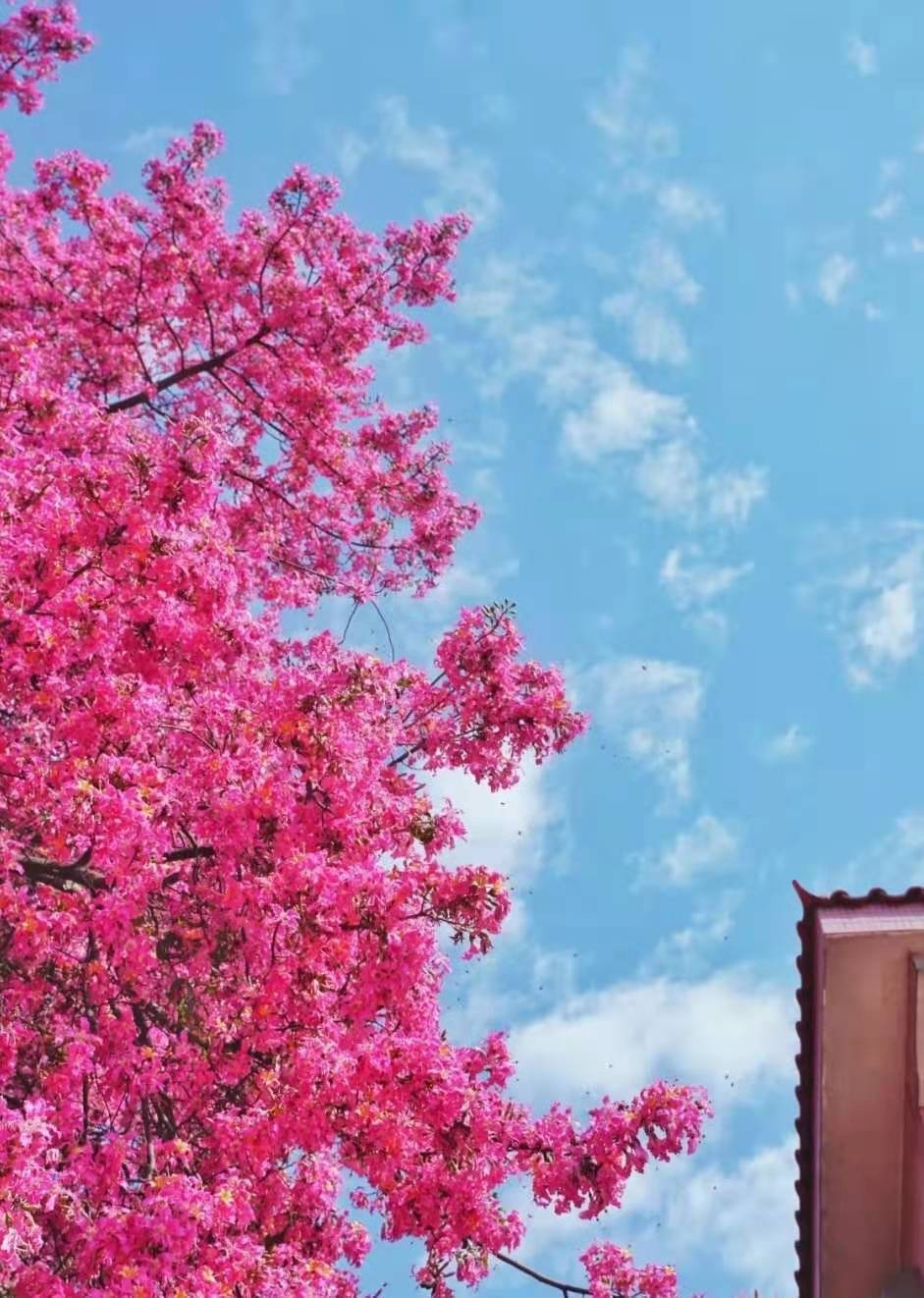 Cây cảnh nở hoa như mây hồng, rực rỡ, đẹp lịm tim, trồng trước cửa nhà thu hút may mắn, tài lộc- Ảnh 11.