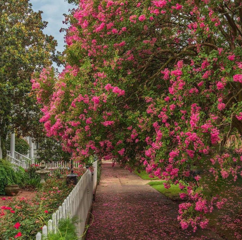 Cây cảnh nở hoa như mây hồng, rực rỡ, đẹp lịm tim, trồng trước cửa nhà thu hút may mắn, tài lộc- Ảnh 6.