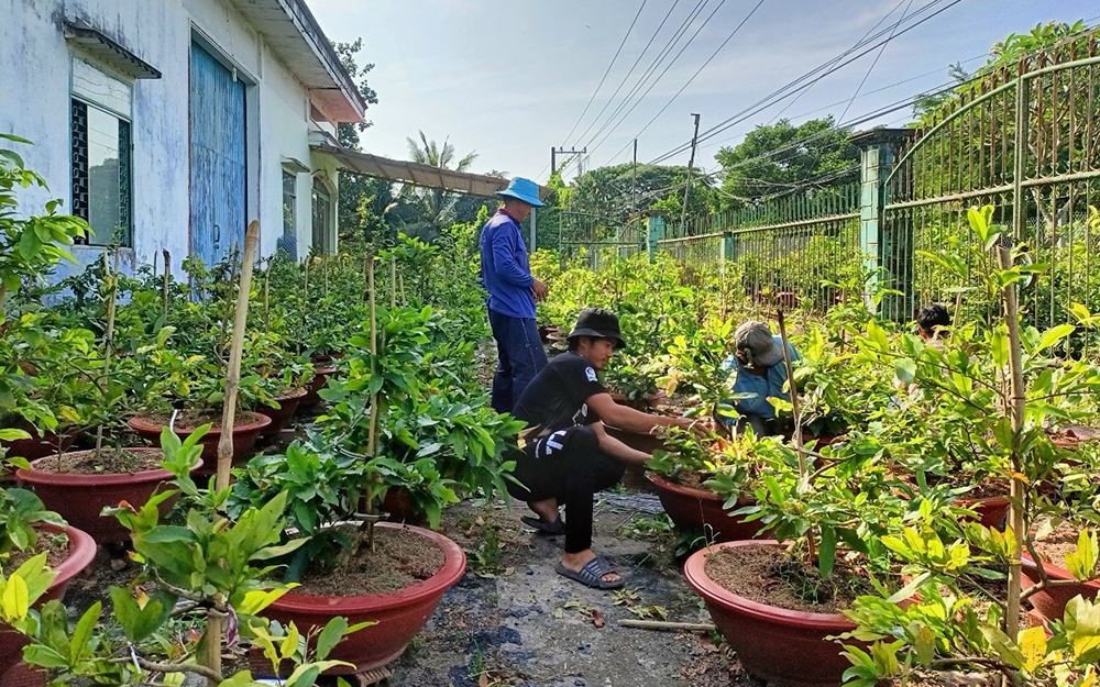 Vườn mai vàng tiền tỷ đẹp như phim ở An Giang, có loại mai vàng ra bông tới 150 cánh 