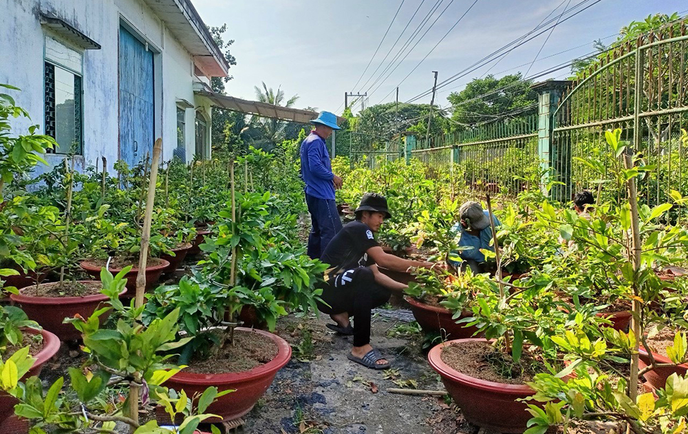 Vườn mai vàng tiền tỷ đẹp như phim ở An Giang, có loại mai vàng ra bông tới 150 cánh - Ảnh 2.