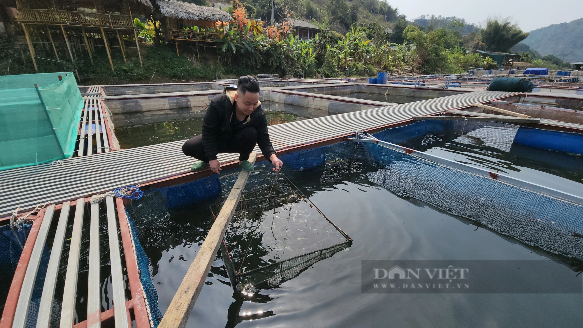 Nuôi cá đặc sản dày đặc trên một hồ thủy điện, 9X Lai Châu bắt bán thu gần 1 tỷ/năm- Ảnh 4.