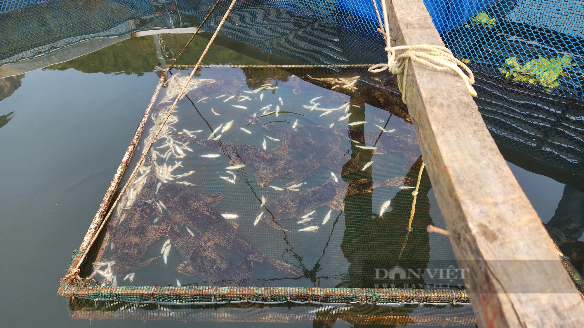 Nuôi cá đặc sản dày đặc trên một hồ thủy điện, 9X Lai Châu bắt bán thu gần 1 tỷ/năm- Ảnh 6.