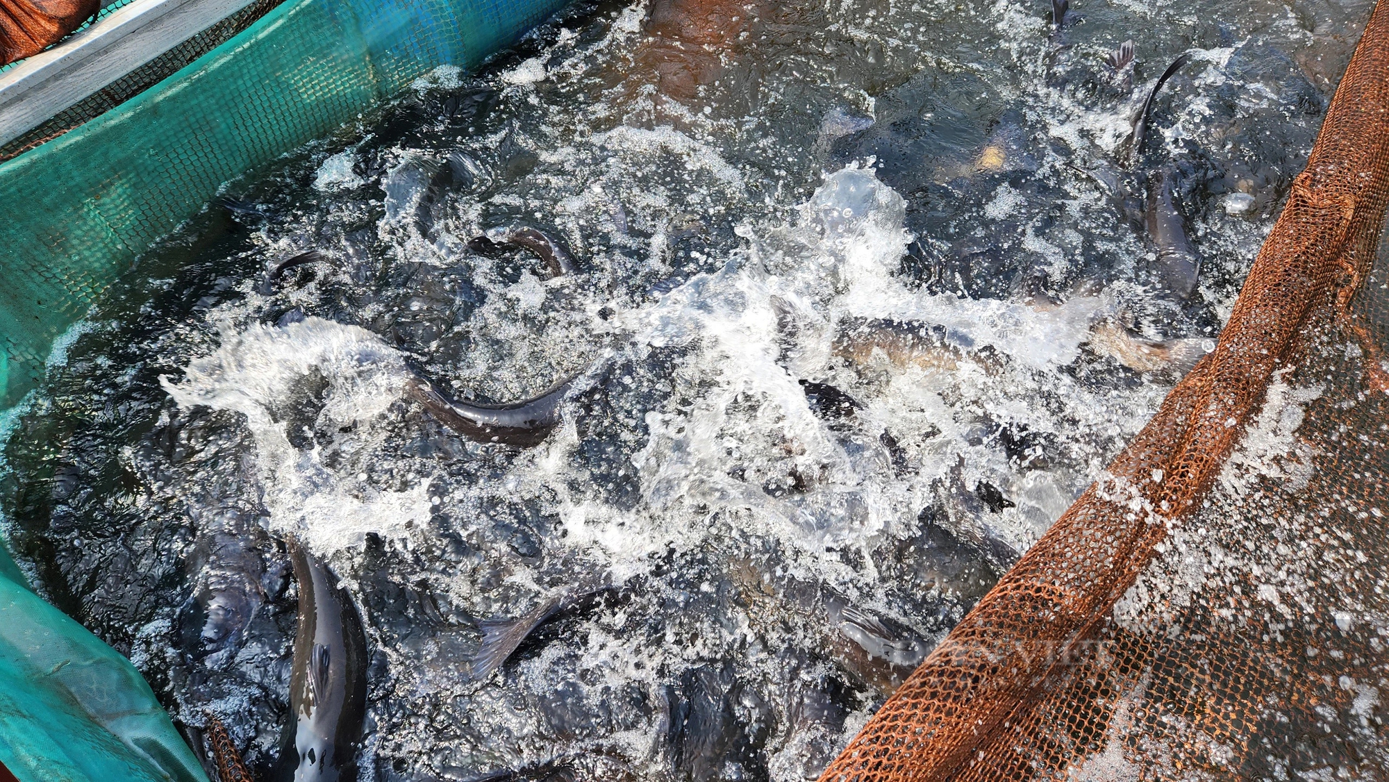 Nuôi cá đặc sản dày đặc trên một hồ thủy điện, 9X Lai Châu bắt bán thu gần 1 tỷ/năm- Ảnh 8.