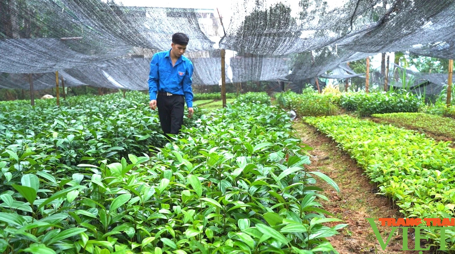 Chàng thanh niên ở Lào Cai khởi nghiệp thành công từ mô hình vườn ươm cây giống- Ảnh 2.