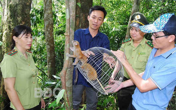 Vô rừng ở Bình Định, thấy ngành chức năng thả 2 con động vật hoang dã có trong sách đỏ lên trên cây