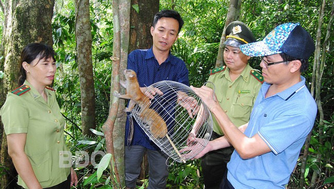Vô rừng ở Bình Định, thấy ngành chức năng thả 2 con động vật hoang dã có trong sách Đỏ lên trên cây- Ảnh 2.