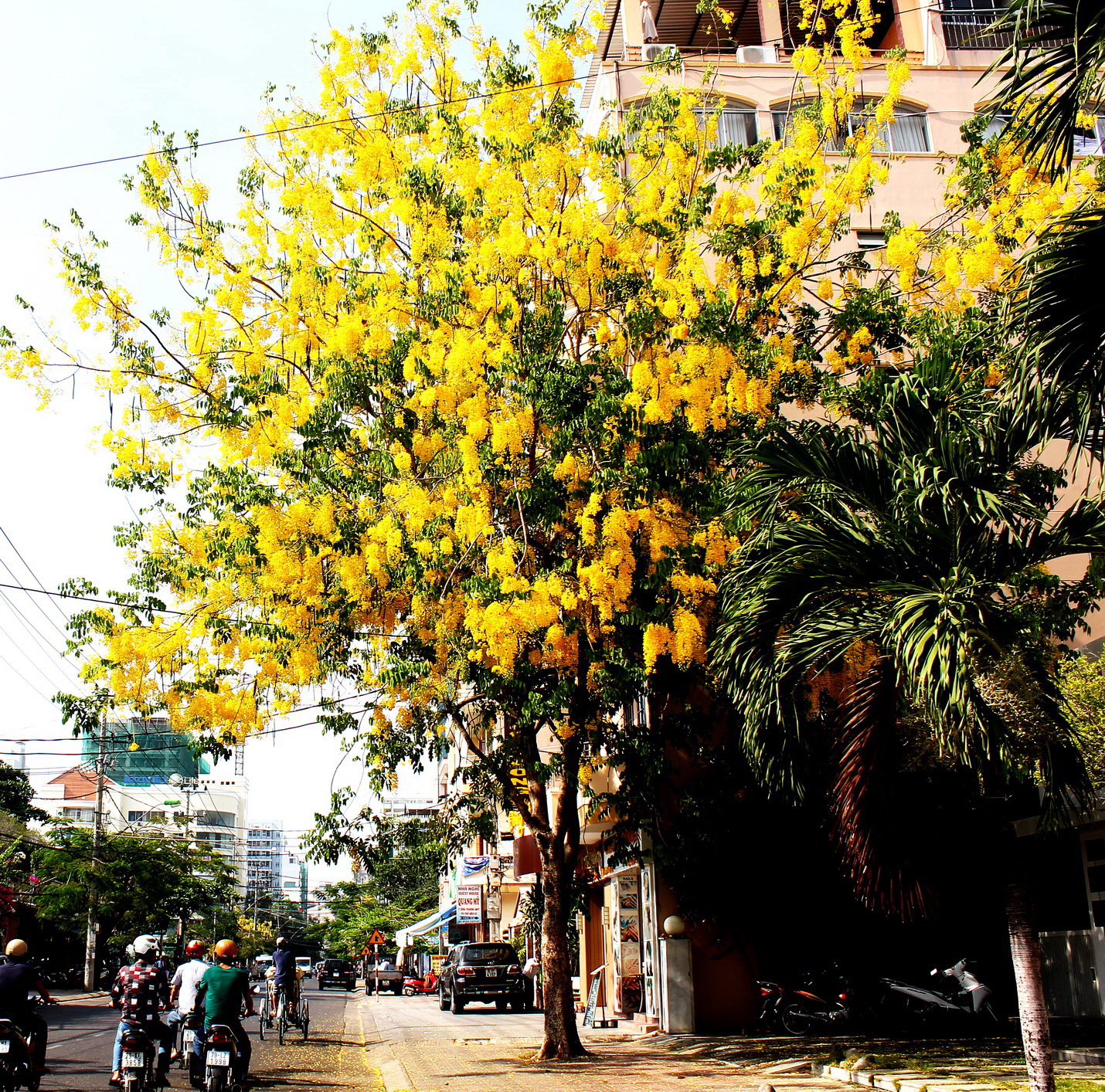 Một thành phố của Khánh Hòa, nổi tiếng cả nước đang bước vào mùa hoa thứ 100- Ảnh 1.