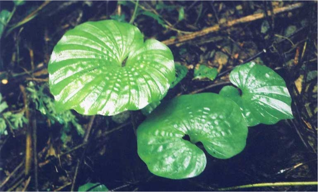 Loài cây Việt Nam sở hữu: Mang nguồn gen quý giá, chỉ có duy nhất một chiếc lá- Ảnh 3.