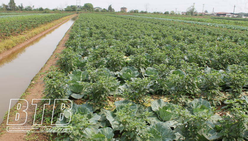 Nơi trồng cây dược liệu, nơi trồng đủ loại rau màu, nông dân một huyện ở Thái Bình thu cả trăm triệu/ha- Ảnh 1.