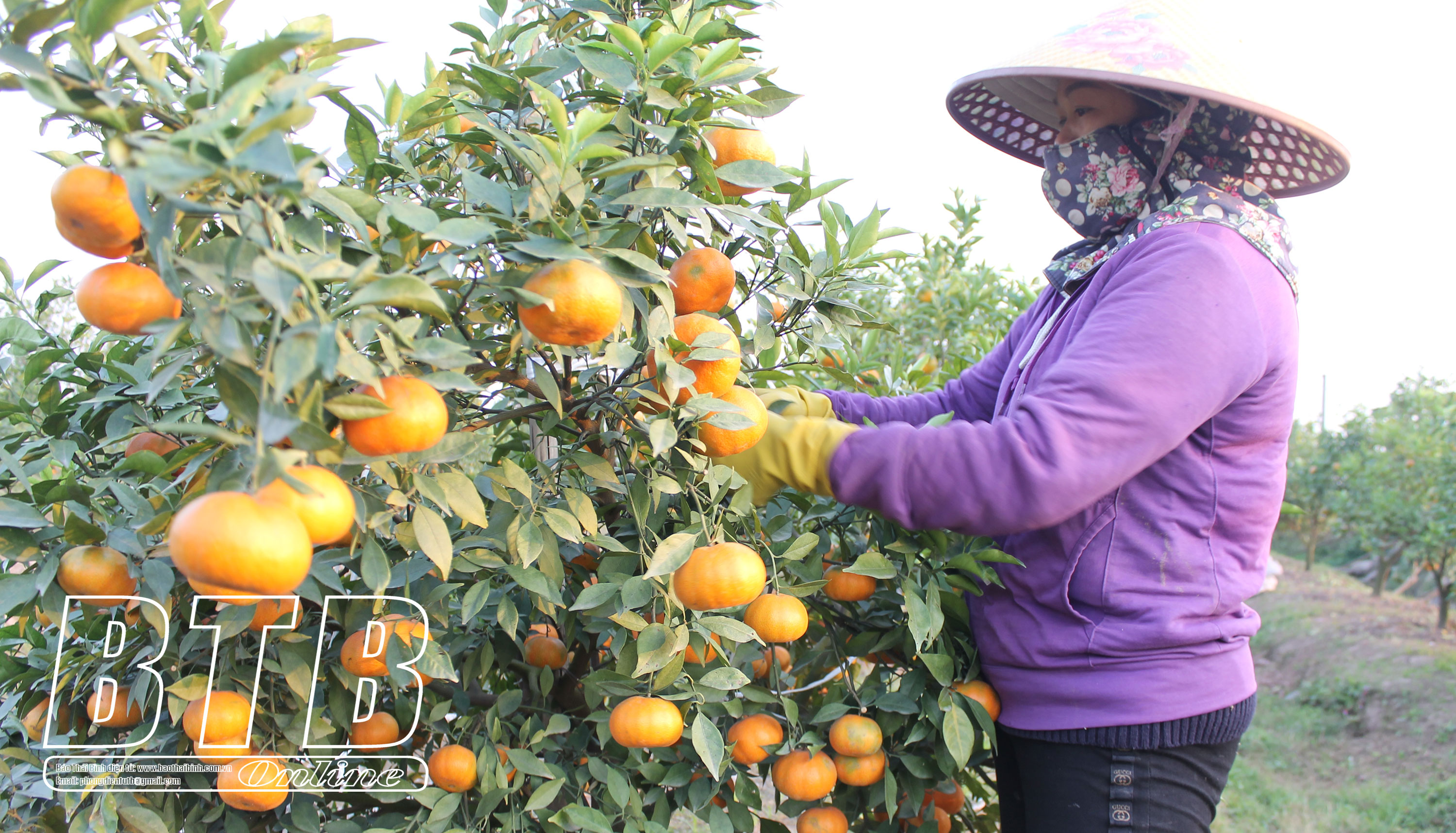 Nơi trồng cây dược liệu, nơi trồng đủ loại rau màu, nông dân một huyện ở Thái Bình thu cả trăm triệu/ha- Ảnh 2.
