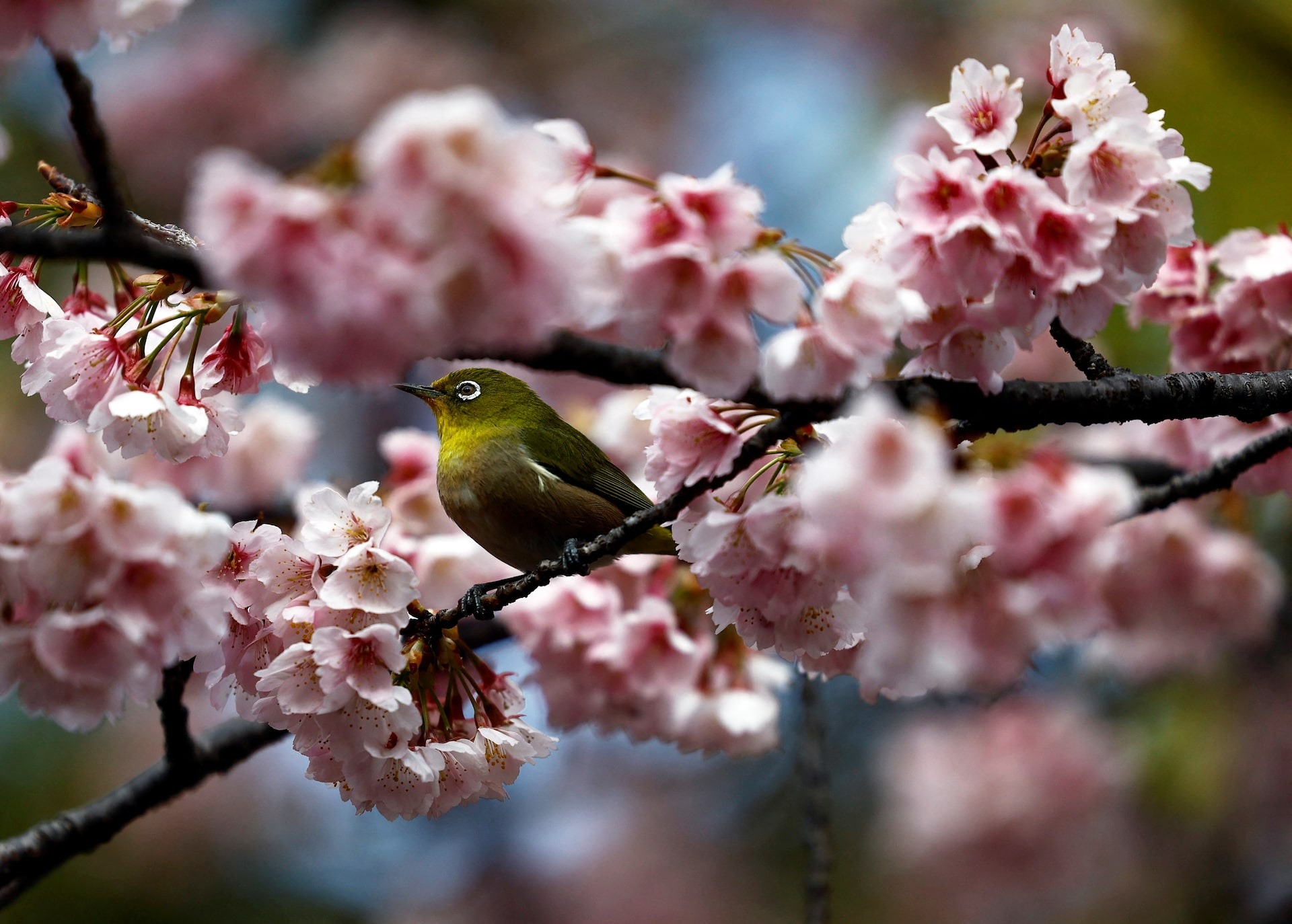 Mùa xuân đẹp như tranh vẽ trên khắp thế giới- Ảnh 11.