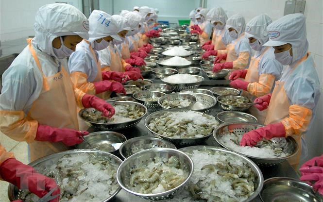 Vì sao Trung Quốc tăng mua tôm từ Việt Nam, xuất khẩu tôm tăng 143%?