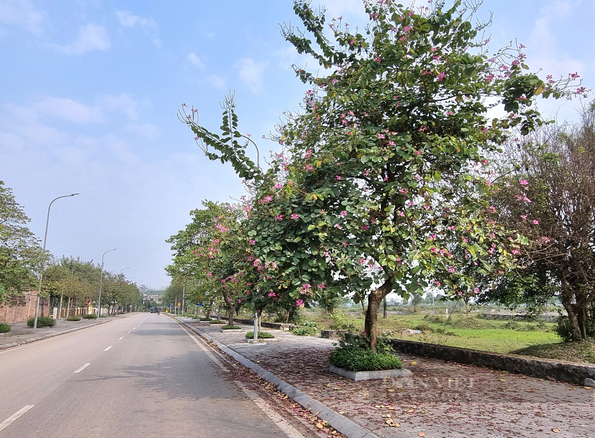 Đường hoa nông thôn mới ở một xã của Ninh Bình, tới nơi mới bất ngờ, 2 bên nở toàn hoa ban- Ảnh 5.