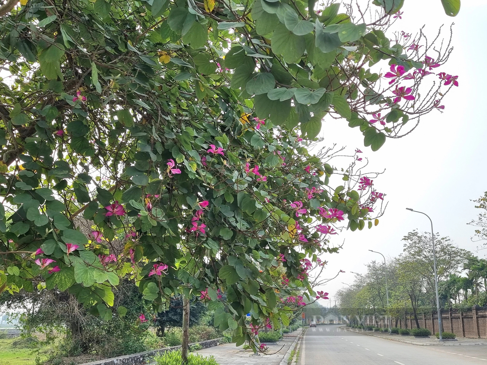 Đường hoa nông thôn mới ở một xã của Ninh Bình, tới nơi mới bất ngờ, 2 bên nở toàn hoa ban- Ảnh 7.