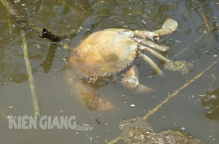 Cua, tôm bơi lờ đờ rồi lăn ra chết nắng rải rác ở một huyện của Kiên Giang- Ảnh 1.