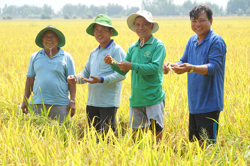 Trồng lúa theo cách mới, nông dân một hợp tác xã ở Đồng Tháp thu đủ thứ "huê lợi" - Ảnh 1.