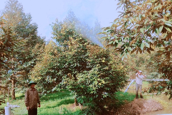 Bẻ trái đặc sản trong "vườn cây tiền tỷ", một tỷ phú nông nông dân Hậu Giang doanh thu gần 5 tỷ/năm- Ảnh 2.