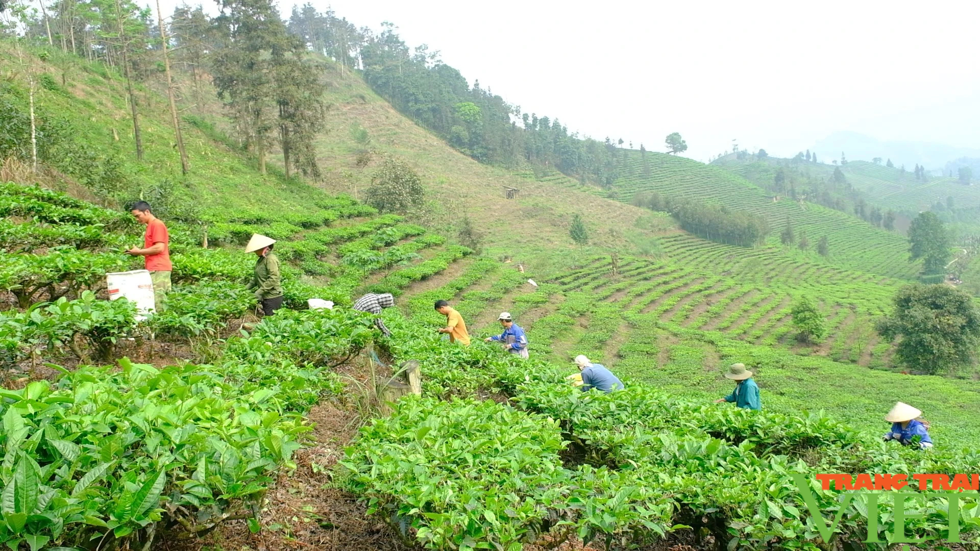 Nông dân Mường Khương (Lào Cai) thu hái chè xuân- Ảnh 3.