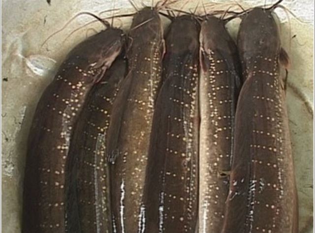 Một ông nông dân Kiên Giang nuôi thành công giống cá chình suối Phú Quốc độc lạ- Ảnh 4.