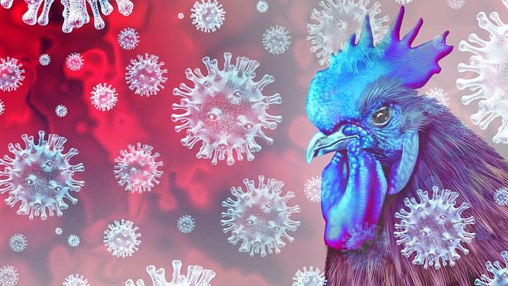 Cúm A/H5N1 gây chết người lây lan như thế nào? - Ảnh 3.