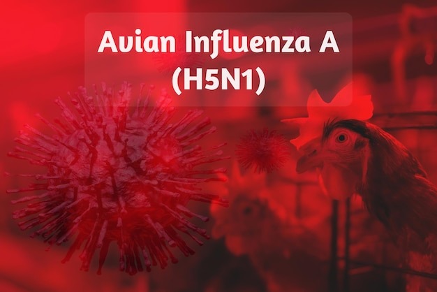 Bộ Y tế thông tin về ca cúm A/H5N1 khiến 1 thanh niên tử vong- Ảnh 1.