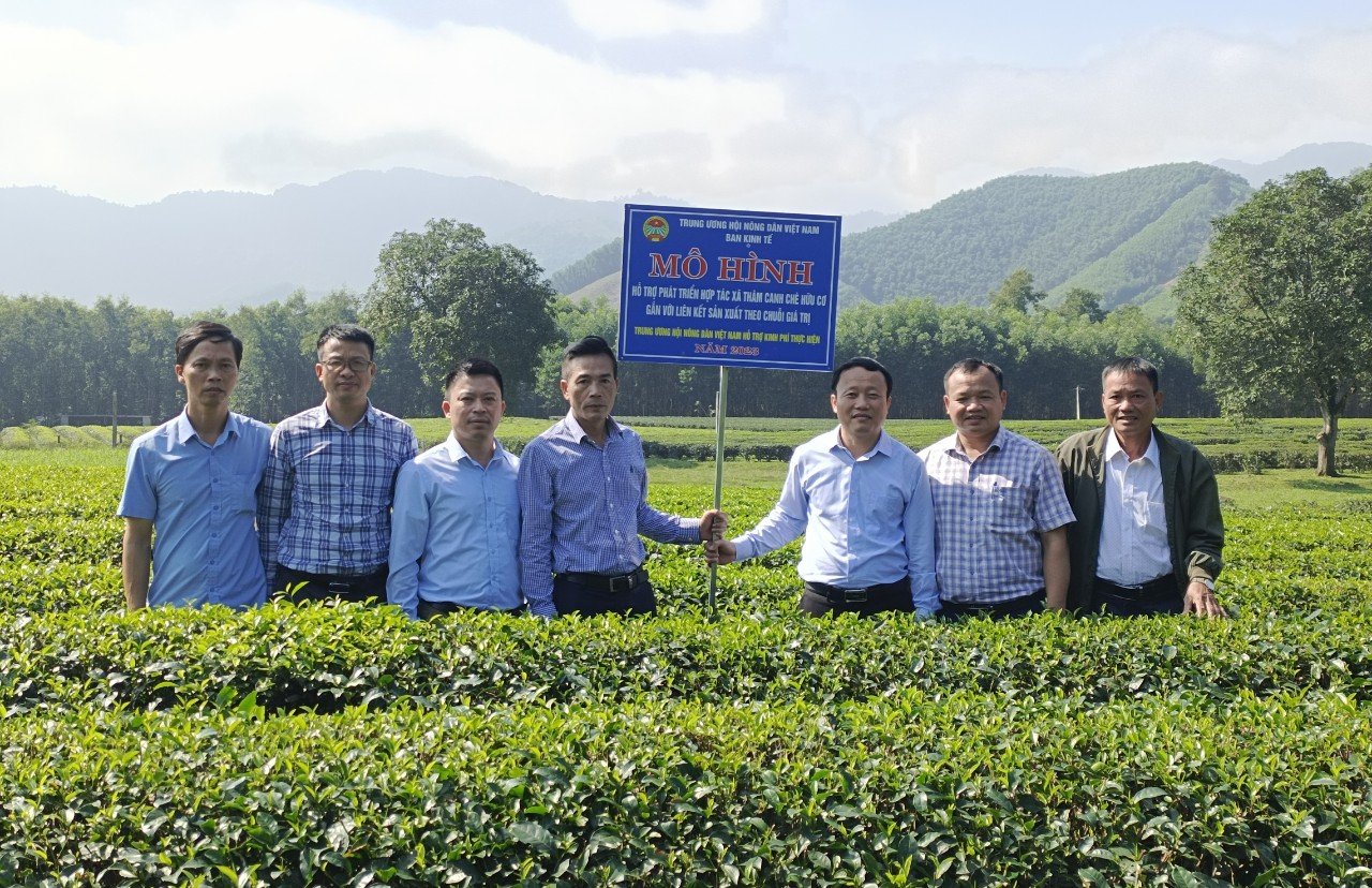 Hội Nông dân Việt Nam hỗ trợ HTX ở Nghệ An sản xuất chè theo chuỗi giá trị, thu nhập tăng 15%- Ảnh 1.