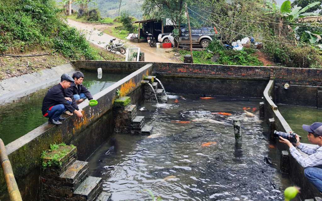 Ở một cái khe nước lạnh mát của Quảng Ninh, nuôi cá ngoại quốc thành công, bán 200.000 đồng/kg, thu tiền tỷ