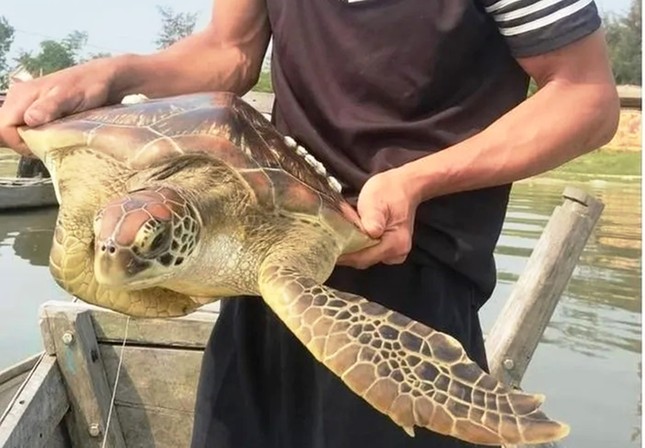 Phát hiện con rùa biển quý hiếm mắc kẹt trong lưới, một ngư dân Thừa Thiên Huế vội báo chính quyền thả về biển- Ảnh 1.