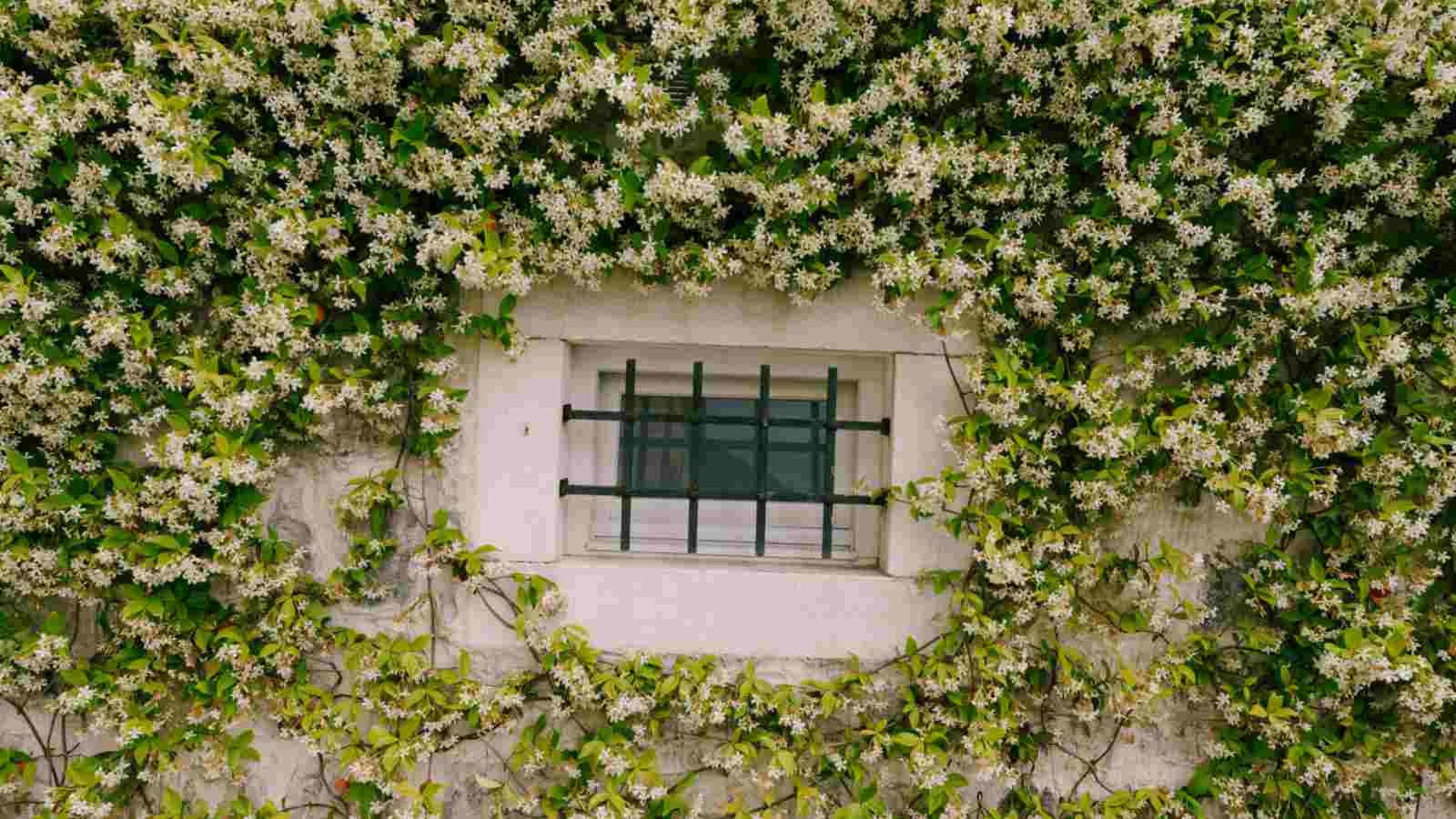 Cây cảnh lá xanh như ngọc, hoa trắng như tuyết, biến nhà bạn thành ốc đảo lấp lánh, thơm ngát- Ảnh 11.