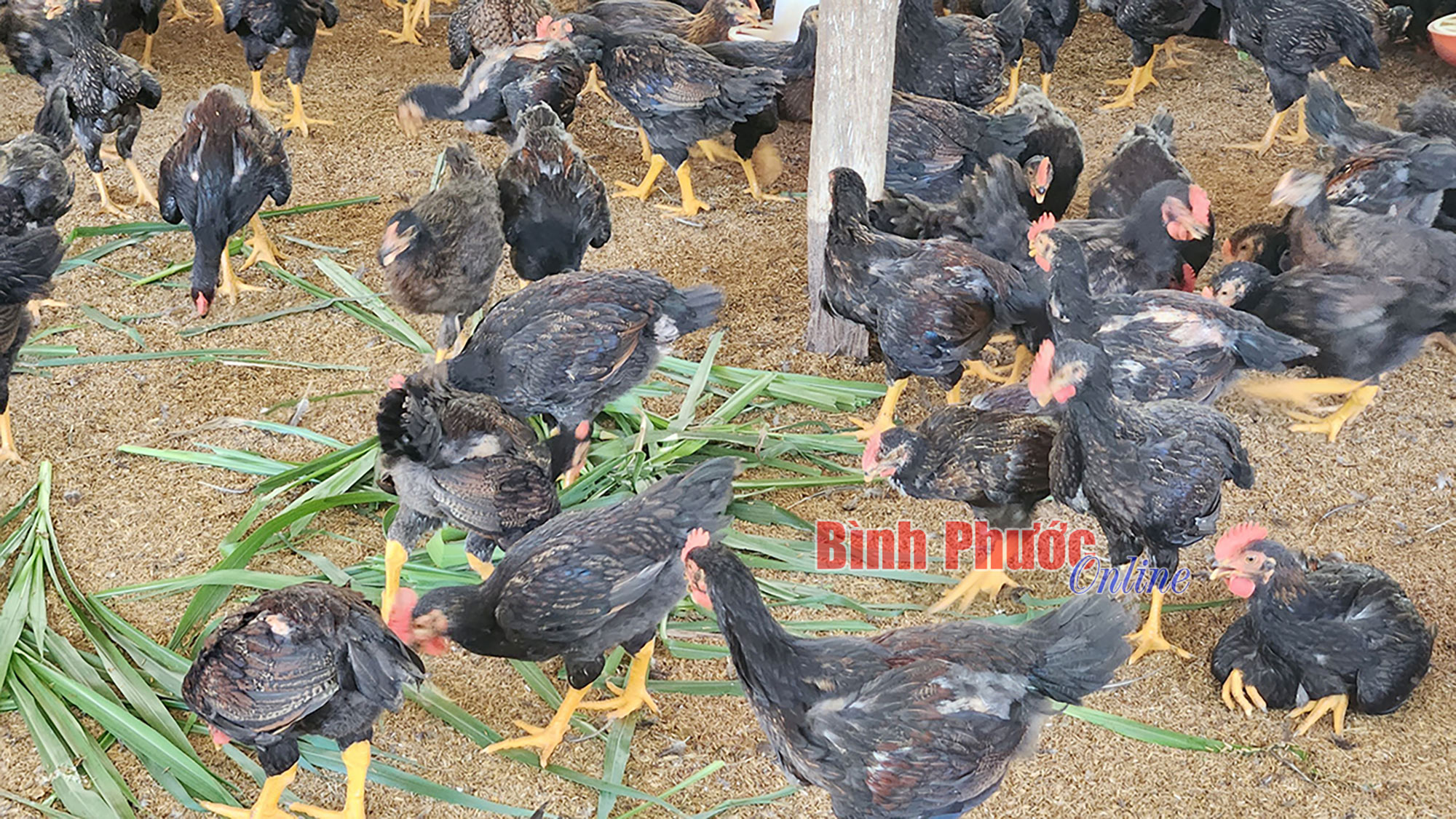 Cho đàn gà ăn cỏ mần trầu, húng quế, tía tô, chị nông dân Bình Phước bán giá 150.000 đồng/kg- Ảnh 3.