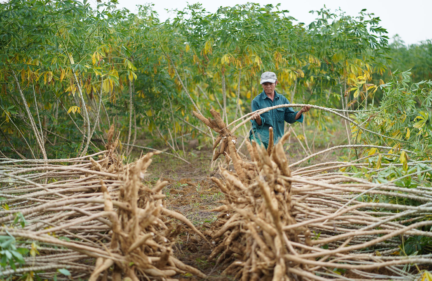 Trung Quốc chi gần 300 triệu USD mua nửa triệu tấn một loại nông sản được trồng nhiều ở Việt Nam- Ảnh 1.