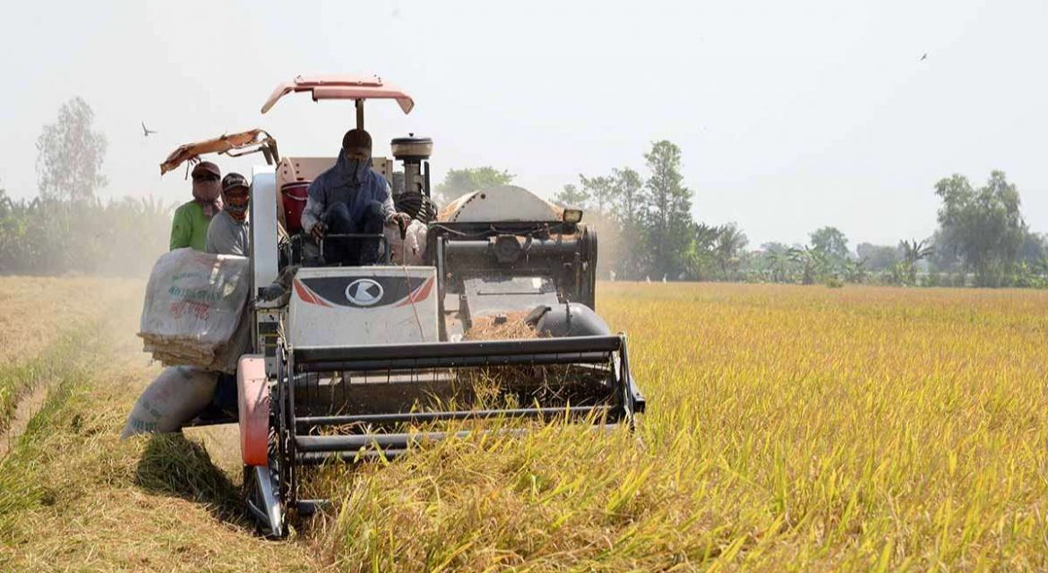 Giá gạo châu Á giảm mạnh nhất do Ấn Độ nới lỏng xuất khẩu - Ảnh 2.