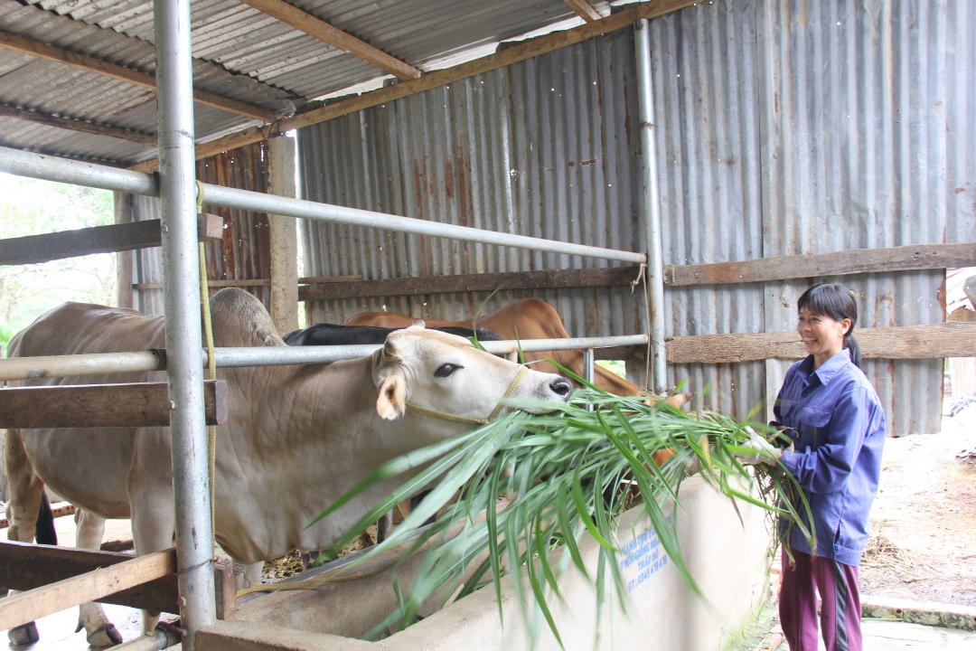 Nhà nuôi ốc đặc sản, hộ nuôi bò, nông dân Đắk Lắk thoát nghèo nhờ vay vốn Ngân hàng Chính sách xã hội- Ảnh 2.