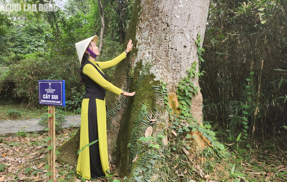Khu rừng Lam Kinh ở Thanh Hóa toàn cây lim xanh cổ thụ, cây cổ thụ 600 tuổi này lại là Cây Di sản- Ảnh 1.