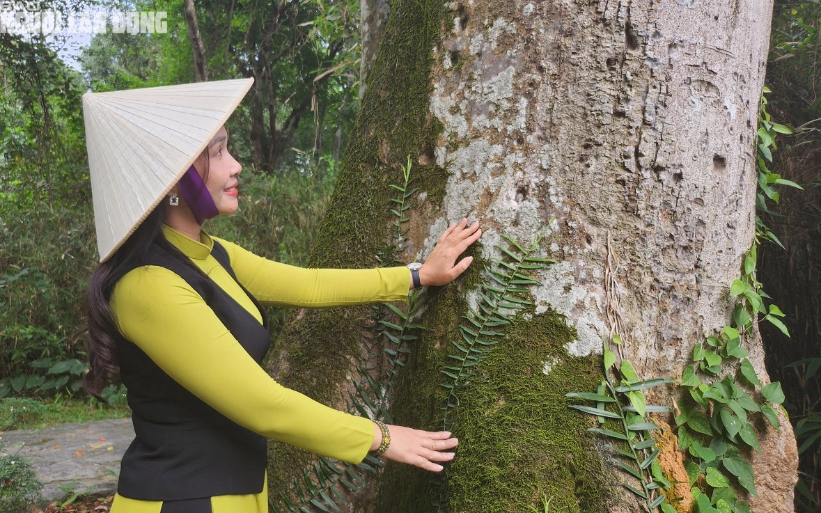 Khu rừng Lam Kinh ở Thanh Hóa toàn cây lim xanh cổ thụ, cây cổ thụ 600 tuổi này lại là Cây Di sản