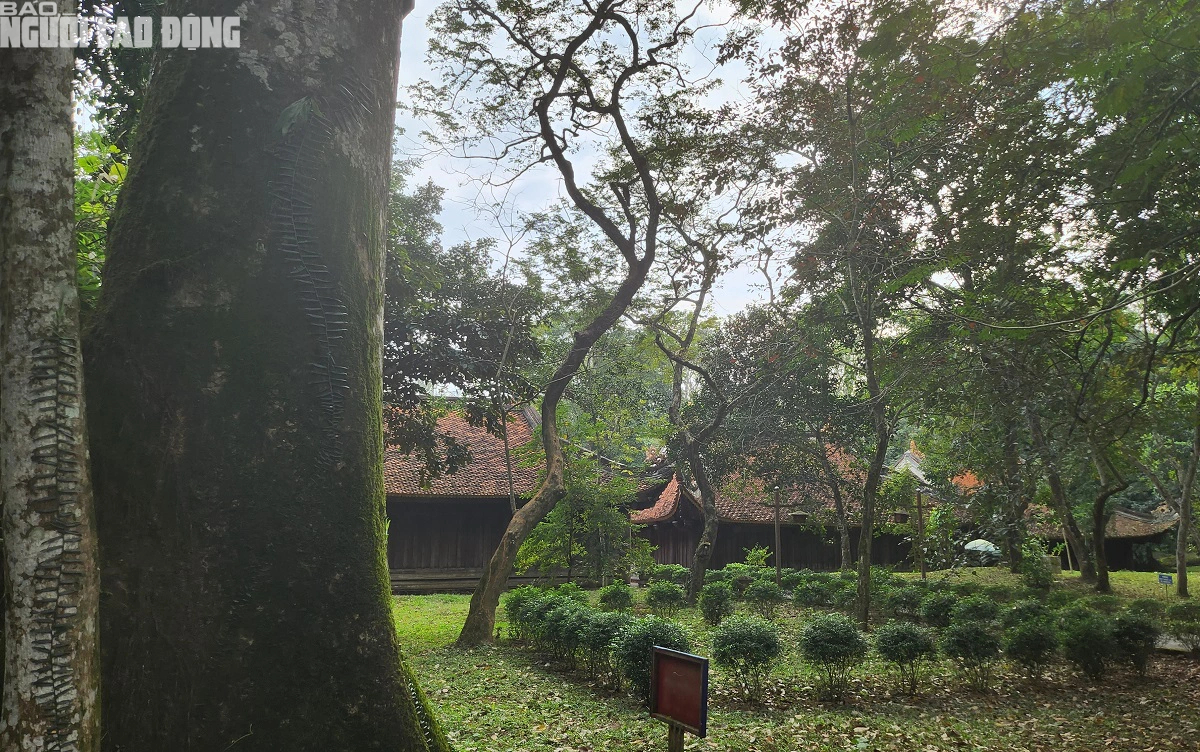 Khu rừng Lam Kinh ở Thanh Hóa toàn cây lim xanh cổ thụ, cây cổ thụ 600 tuổi này lại là Cây Di sản- Ảnh 5.