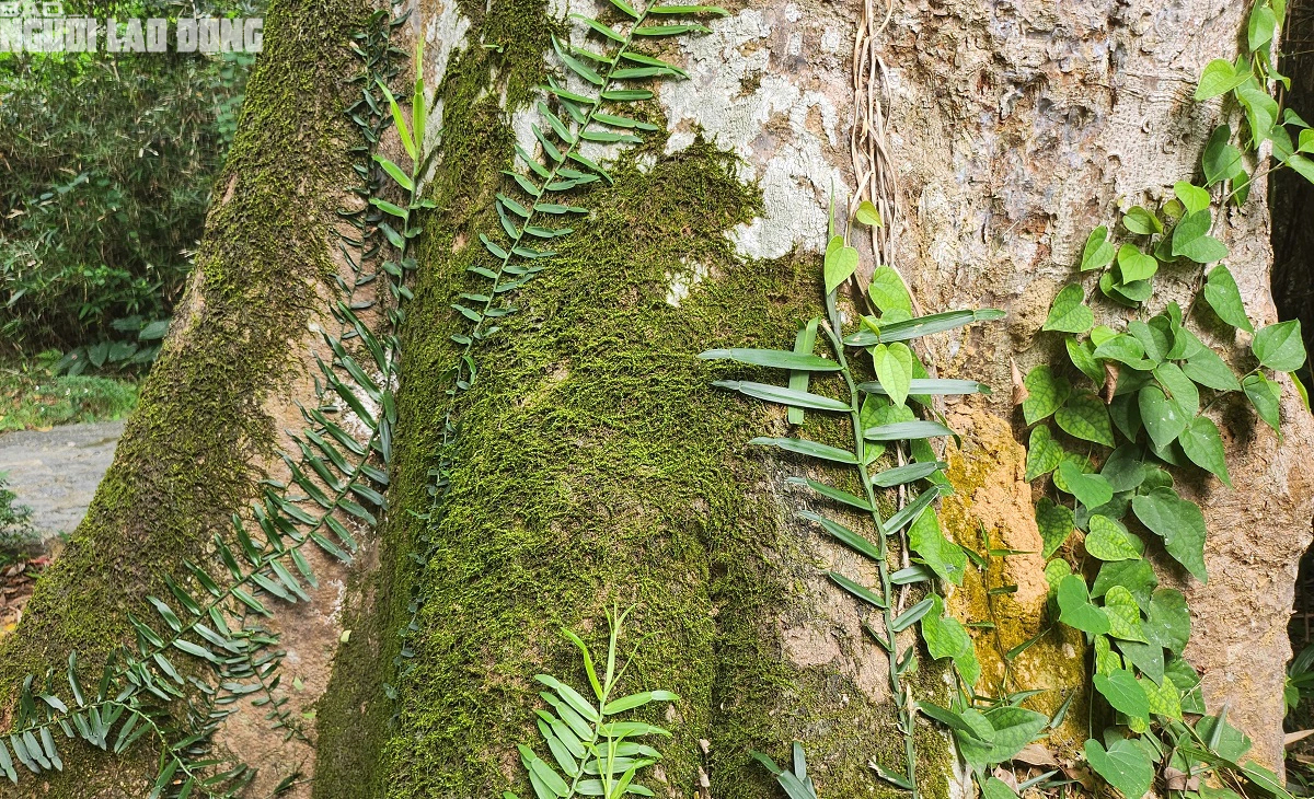 Khu rừng Lam Kinh ở Thanh Hóa toàn cây lim xanh cổ thụ, cây cổ thụ 600 tuổi này lại là Cây Di sản- Ảnh 8.