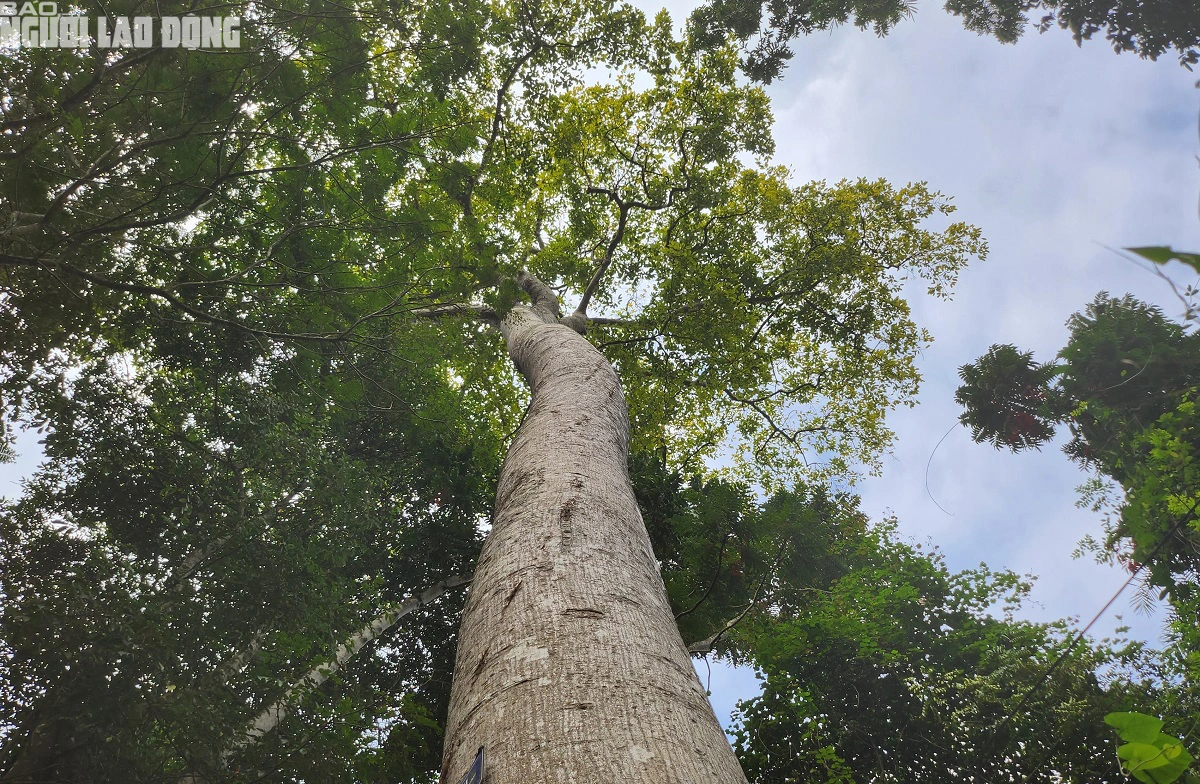 Khu rừng Lam Kinh ở Thanh Hóa toàn cây lim xanh cổ thụ, cây cổ thụ 600 tuổi này lại là Cây Di sản- Ảnh 9.