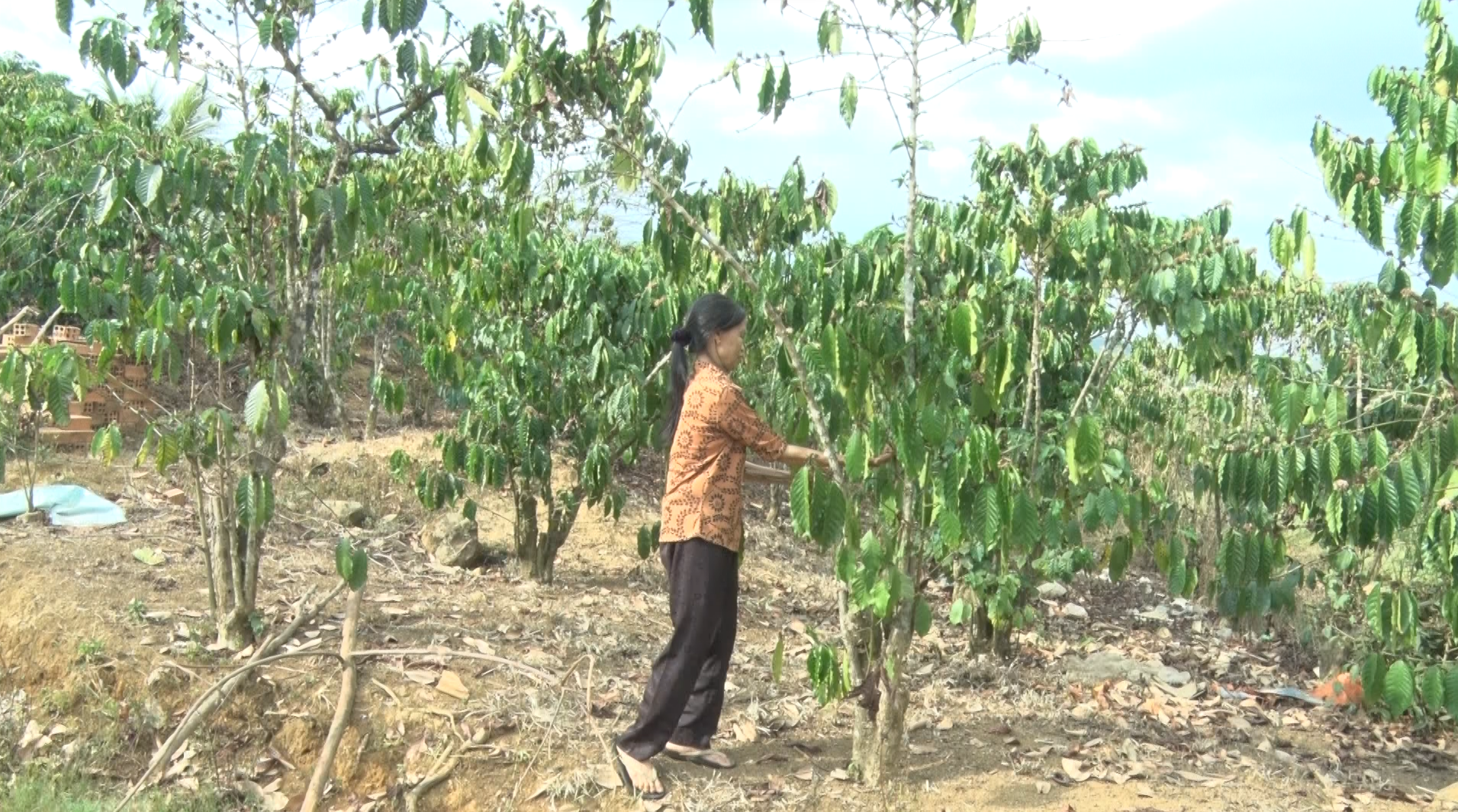 Dân Lâm Đồng "bấm bụng" thuê 260.000 đồng/tiếng bơm nước vẫn chả đủ tưới cà phê, nửa năm chưa mưa- Ảnh 3.