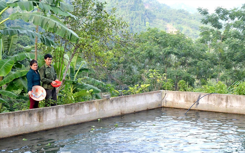 Vô một vùng rừng ở Tuyên Quang, bất ngờ thấy nuôi dày đặc cá tiến vua, đàn lợn đặc sản hóng đòi ăn