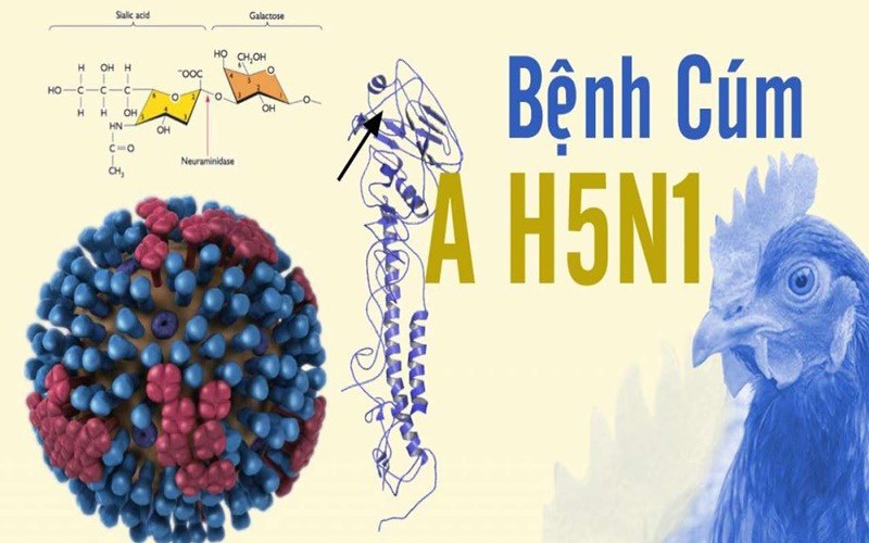 Sau ca tử vong do cúm A/H5N1, Trung tâm Kiểm soát bệnh tật TP.HCM khuyến cáo gì?