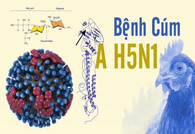 Sau ca tử vong do cúm A/H5N1, Trung tâm Kiểm soát bệnh tật TP.HCM khuyến cáo gì?- Ảnh 1.