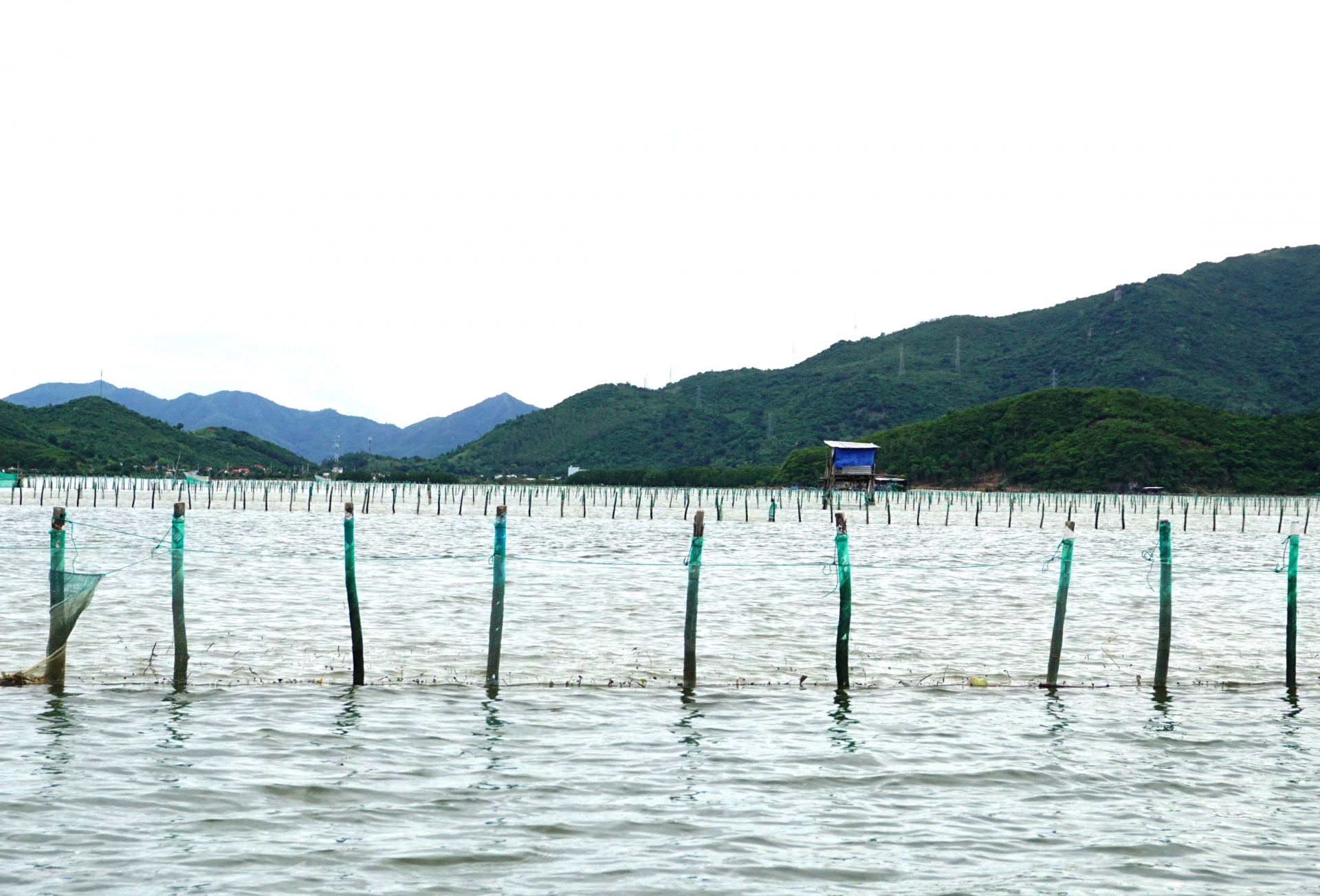 Cắm cọc la liệt trong đầm, vịnh để nuôi một loài nhuyễn thể ở Khánh Hòa, ngành chức năng vận động tháo dỡ- Ảnh 1.
