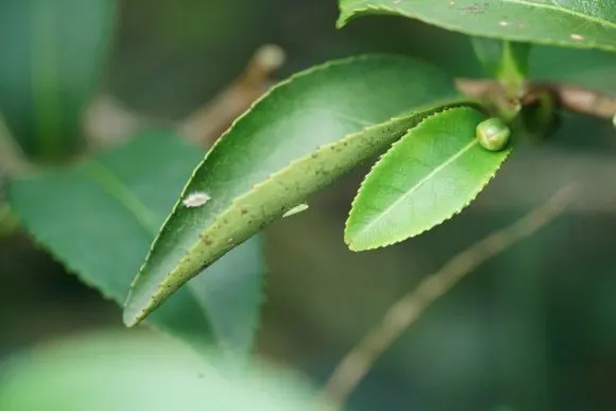 Ở Việt Nam có một loài cây rất đặc biệt, sau khi bị sâu cắn lại tạo ra một loại đặc sản hiếm có- Ảnh 10.