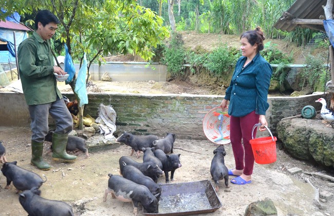 Vô một vùng rừng ở Tuyên Quang, bất ngờ thấy nuôi dày đặc cá tiến vua, đàn lợn đặc sản hóng đòi ăn- Ảnh 4.