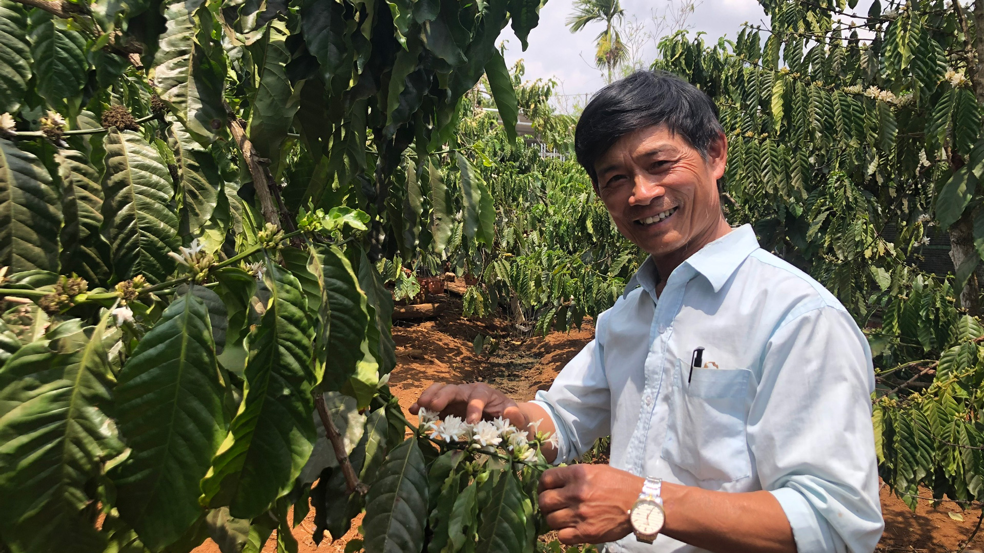 Ông nông dân quê thủ đô vào Lâm Đồng trồng cà phê, năng suất cao nhất xóm, cả làng nể- Ảnh 1.