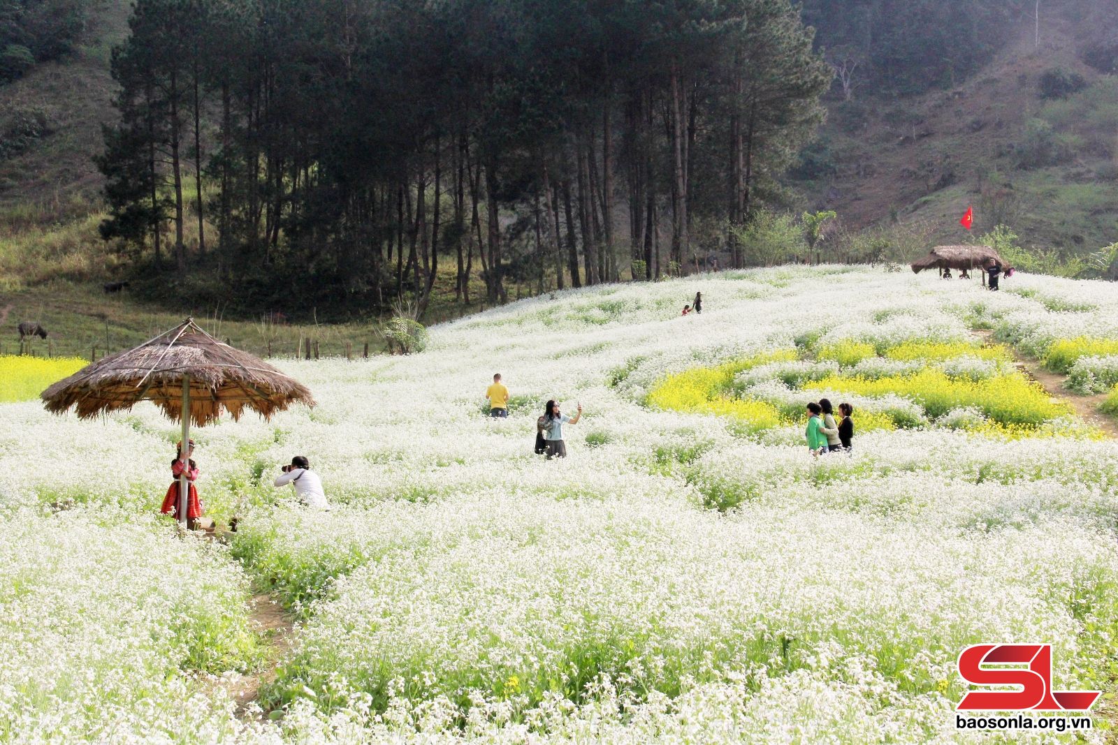 Đẹp như phim là lời thốt ra của người ta khi bước vô cánh đồng hoa cải trắng, vàng mơ màng ở Sơn La- Ảnh 1.